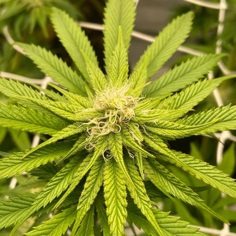 Sundae Driver growlog timeline photo