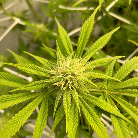 Amnesia Blackberry Moonrock growlog timeline photo