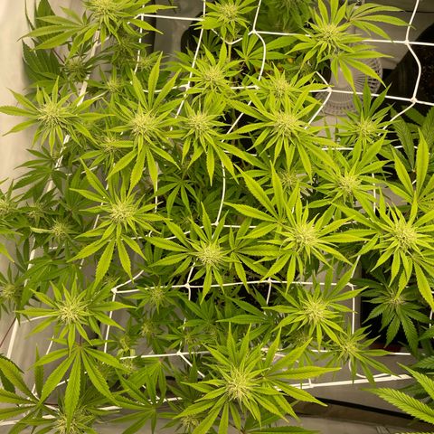 Amnesia Blackberry Moonrock growlog timeline photo