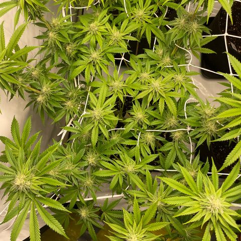 Sundae Driver growlog timeline photo