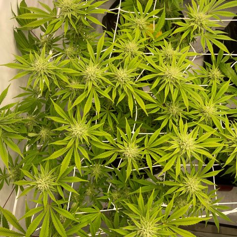 Amnesia Blackberry Moonrock growlog timeline photo