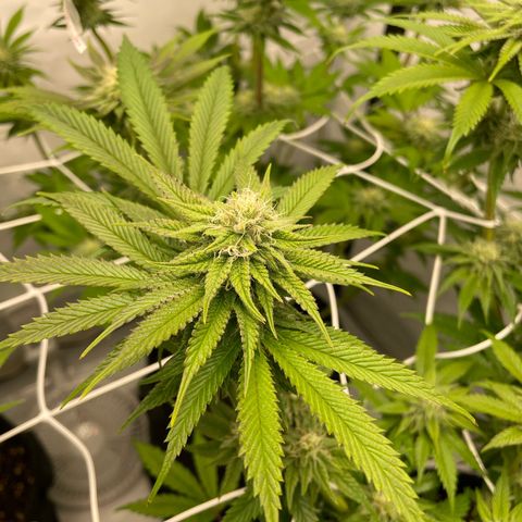 Sundae Driver growlog timeline photo