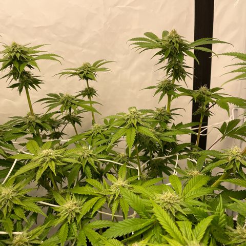 Sundae Driver growlog timeline photo