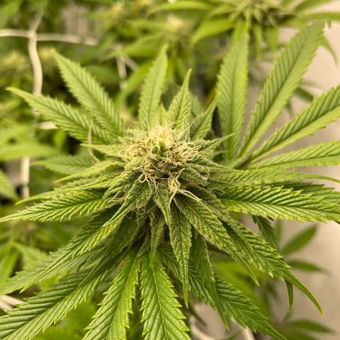 Sundae Driver growlog timeline photo