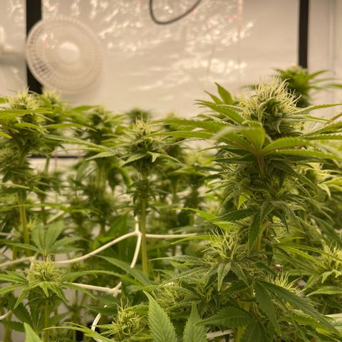Amnesia Blackberry Moonrock growlog timeline photo