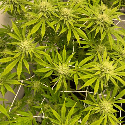 Amnesia Blackberry Moonrock growlog timeline photo