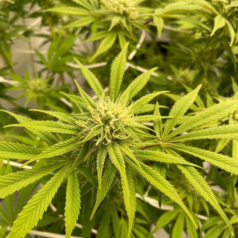Amnesia Blackberry Moonrock growlog timeline photo