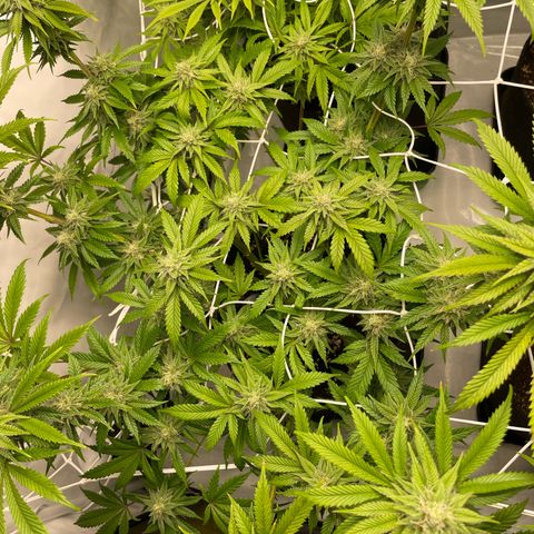 Sundae Driver growlog timeline photo