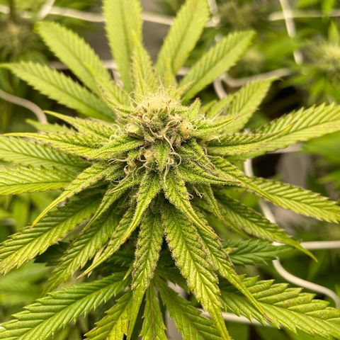 Sundae Driver growlog timeline photo
