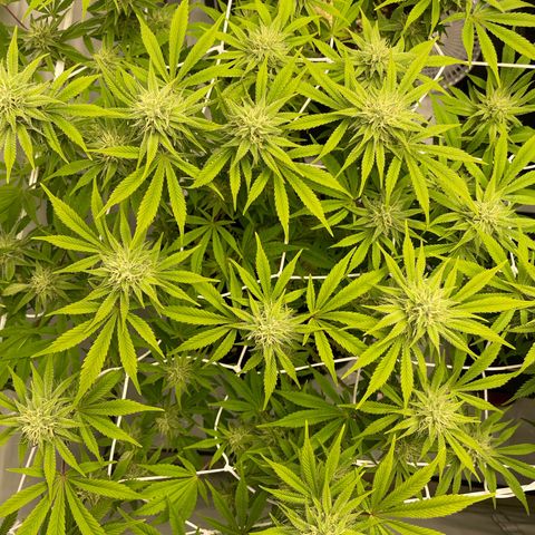 Amnesia Blackberry Moonrock growlog timeline photo