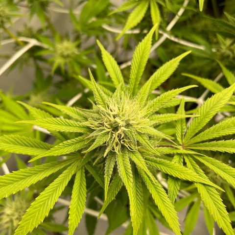 Amnesia Blackberry Moonrock growlog timeline photo