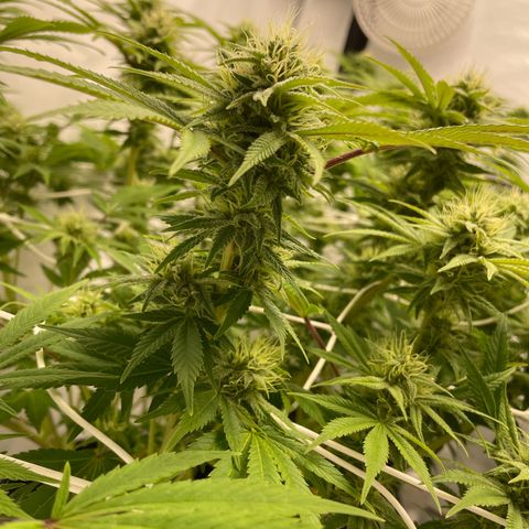 Amnesia Blackberry Moonrock growlog timeline photo