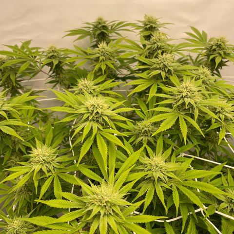Amnesia Blackberry Moonrock growlog timeline photo