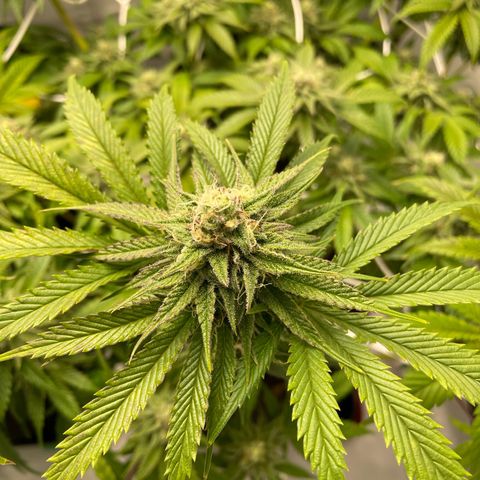 Sundae Driver growlog timeline photo