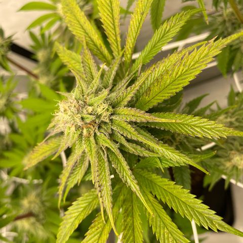Sundae Driver growlog timeline photo