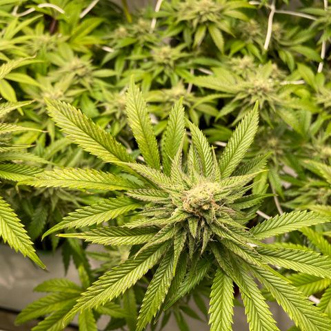 Sundae Driver growlog timeline photo