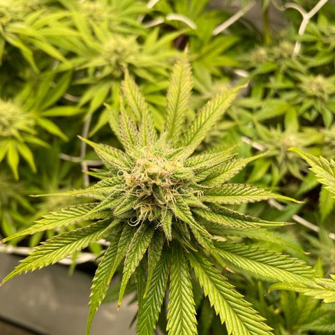 Sundae Driver growlog timeline photo