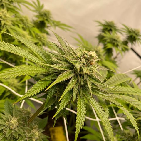 Sundae Driver growlog timeline photo