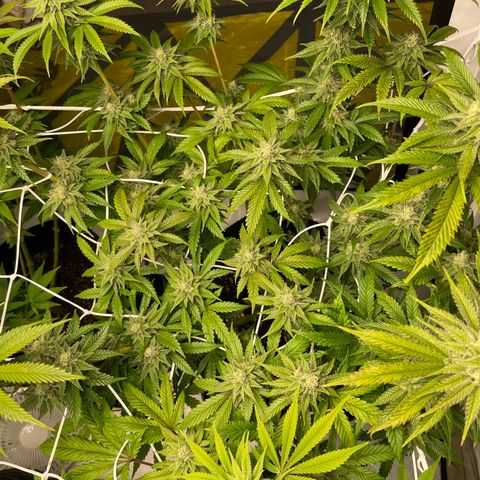 Sundae Driver growlog timeline photo