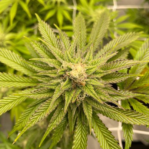 Sundae Driver growlog timeline photo