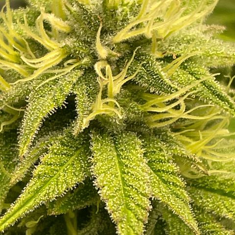 Amnesia Blackberry Moonrock growlog timeline photo