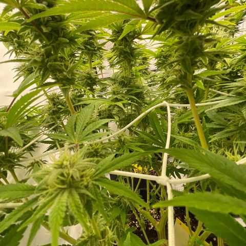 Amnesia Blackberry Moonrock growlog timeline photo