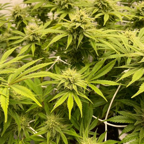Amnesia Blackberry Moonrock growlog timeline photo
