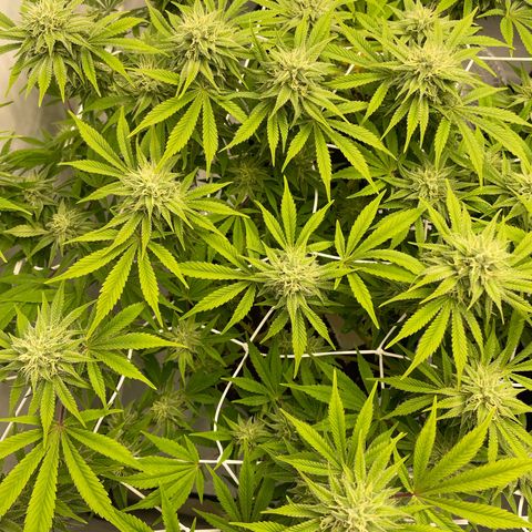 Amnesia Blackberry Moonrock growlog timeline photo