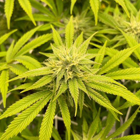 Amnesia Blackberry Moonrock growlog timeline photo