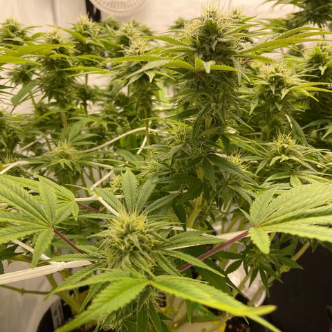 Amnesia Blackberry Moonrock growlog timeline photo