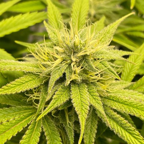 Amnesia Blackberry Moonrock growlog timeline photo