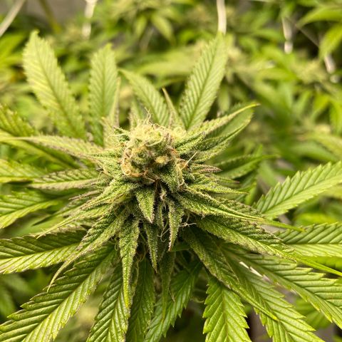 Sundae Driver growlog timeline photo