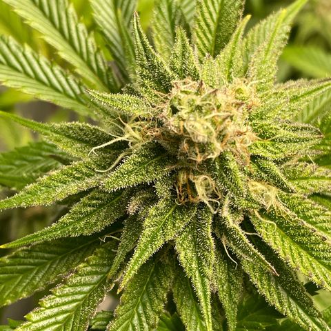 Sundae Driver growlog timeline photo
