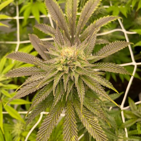 Sundae Driver growlog timeline photo