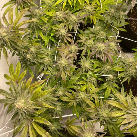 Sundae Driver growlog timeline photo