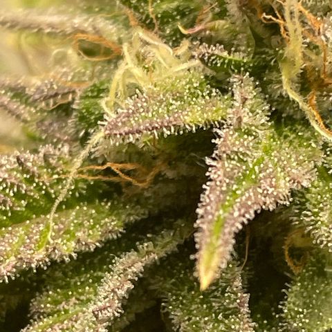 Sundae Driver growlog timeline photo