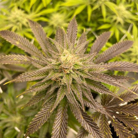 Sundae Driver growlog timeline photo