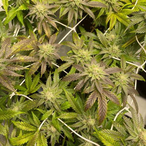 Sundae Driver growlog timeline photo