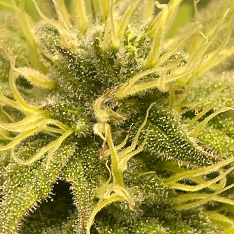 Amnesia Blackberry Moonrock growlog timeline photo