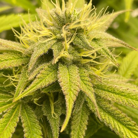 Amnesia Blackberry Moonrock growlog timeline photo