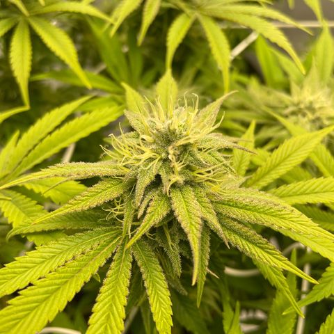 Amnesia Blackberry Moonrock growlog timeline photo