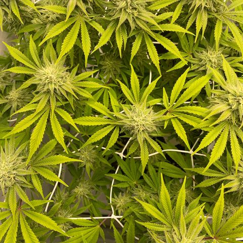 Amnesia Blackberry Moonrock growlog timeline photo
