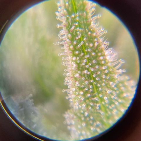 Amnesia Blackberry Moonrock growlog timeline photo