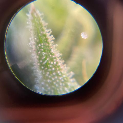 Amnesia Blackberry Moonrock growlog timeline photo
