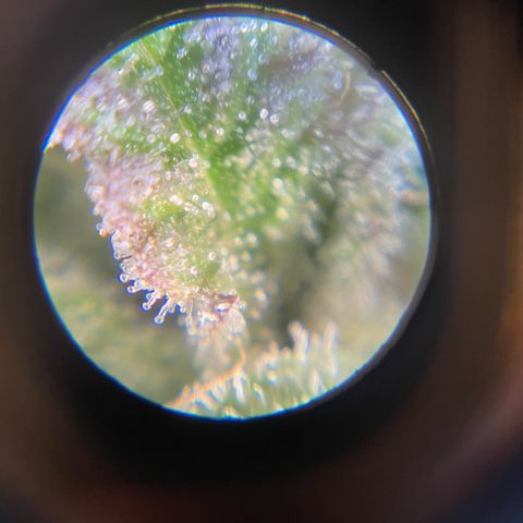 Sundae Driver growlog timeline photo