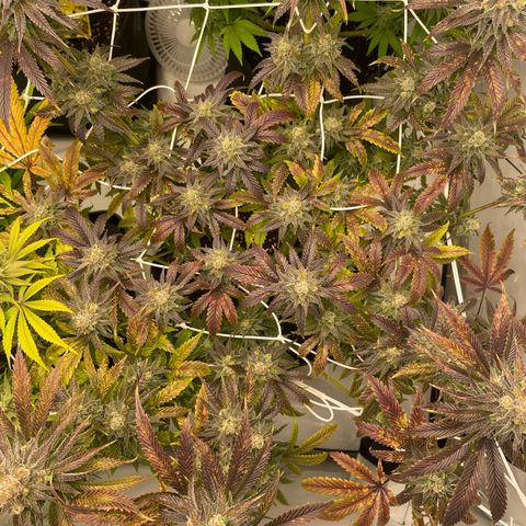 Sundae Driver growlog timeline photo