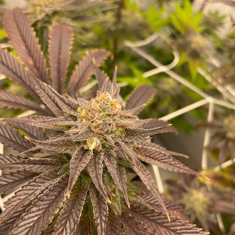 Sundae Driver growlog timeline photo
