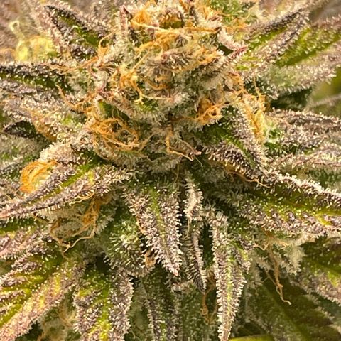 Sundae Driver growlog timeline photo