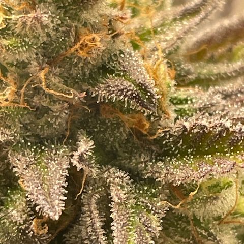 Sundae Driver growlog timeline photo