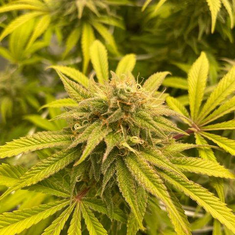 Amnesia Blackberry Moonrock growlog timeline photo